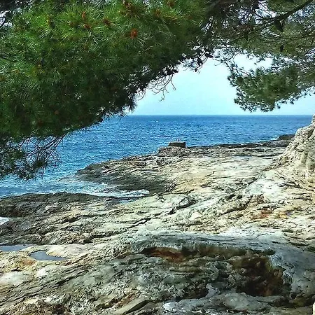 Sasa